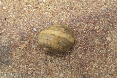 Nerita histrio