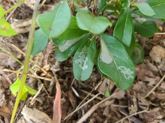 Parectopa bumeliella