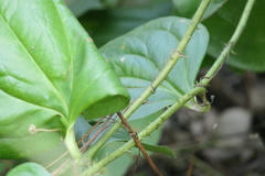 Smilax ovalifolia