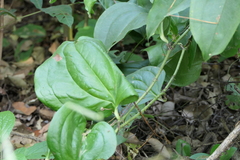 Smilax ovalifolia
