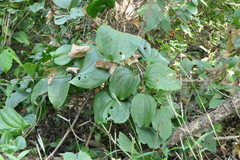 Smilax ovalifolia