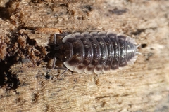 Oniscus asellus