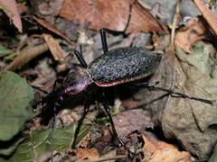 Carabus nankotaizanus