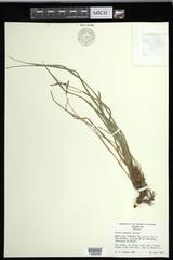 Carex communis communis