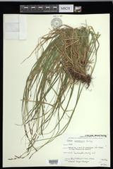 Carex communis communis