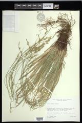 Carex communis communis