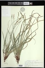 Carex communis communis