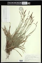 Carex communis communis