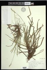 Carex communis communis