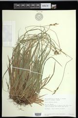 Carex communis communis