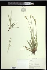 Carex communis communis