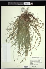 Carex communis communis