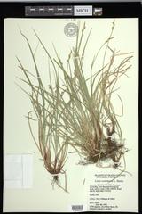 Carex communis communis