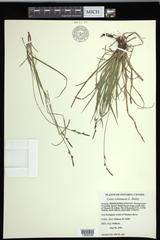Carex communis communis