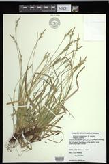 Carex communis communis