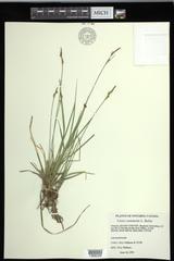 Carex communis communis