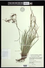 Carex communis communis