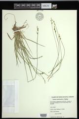 Carex communis communis