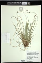 Carex communis communis