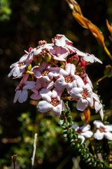 Adenandra brachyphylla
