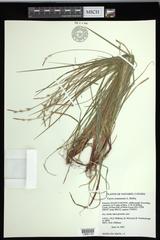 Carex communis communis