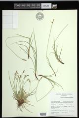 Carex communis communis