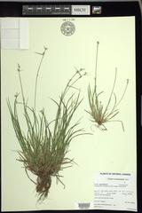 Carex communis communis