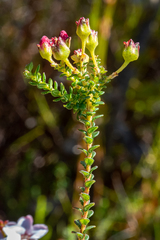 Adenandra brachyphylla
