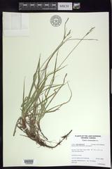 Carex communis communis