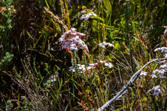 Adenandra brachyphylla