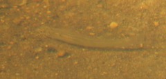 Notropis longirostris