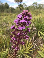 Liatrinae