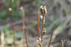 Sesamum indicum