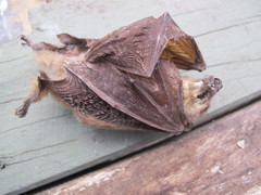 Syconycteris australis