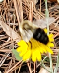 Bombus impatiens image