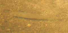 Notropis longirostris