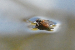 Phaonia