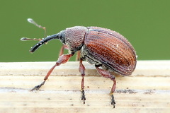 Anthonomus phyllocola