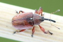 Anthonomus phyllocola