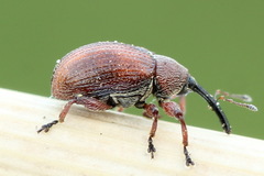 Anthonomus phyllocola