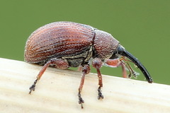 Anthonomus phyllocola