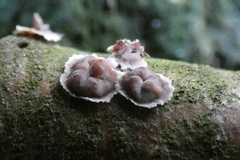 Fungi