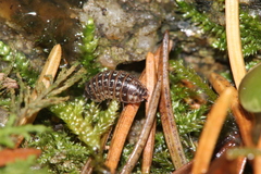 Armadillidium pictum