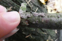 Fungi