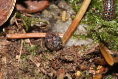 Armadillidium pictum
