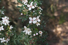Cyanothamnus anemonifolius