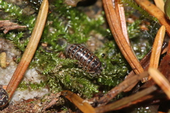 Armadillidium pictum