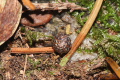 Armadillidium pictum