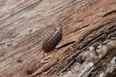 Armadillidium pictum