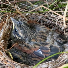 Emberiza capensis